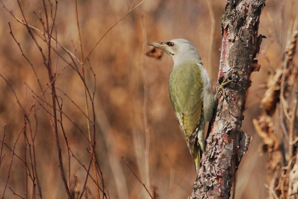 Птицы дальнего Востока