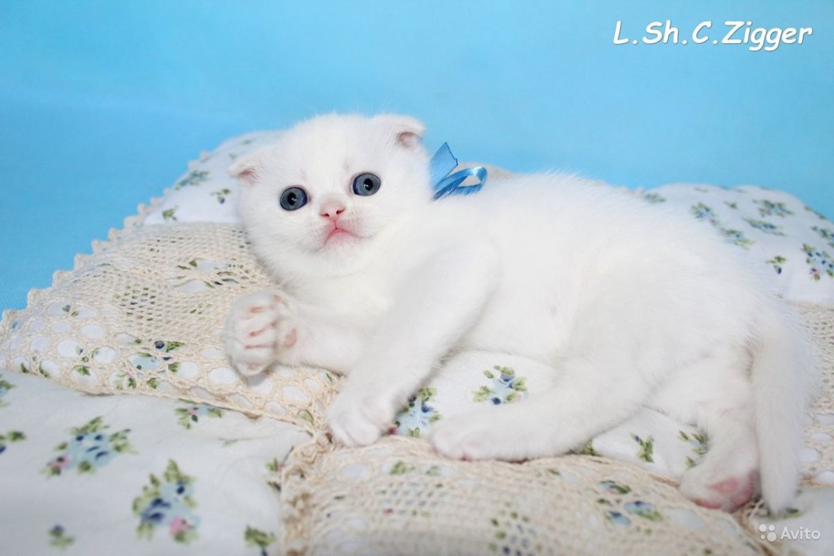 Вислоухие котята на белом флоне