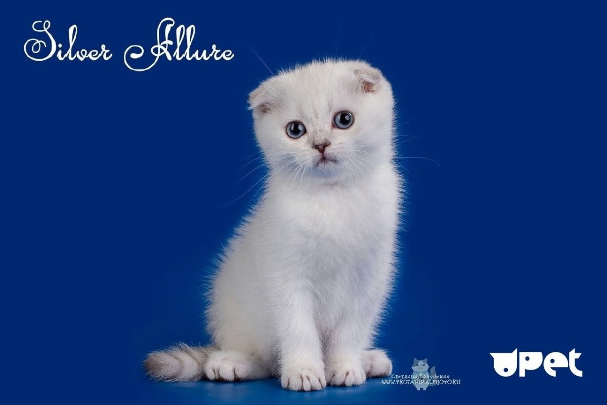 Сера белая вислоухая кошка давай