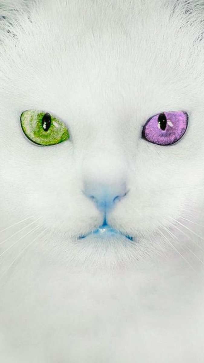 Турецкая ангора с гетерохромией