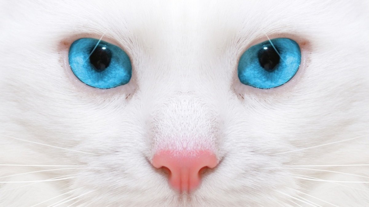 Белые коты с голубыми глазами