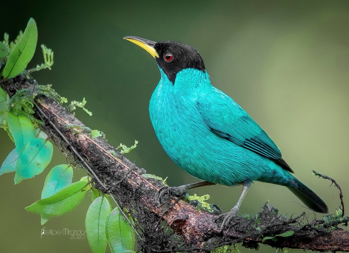 Голубая танагра