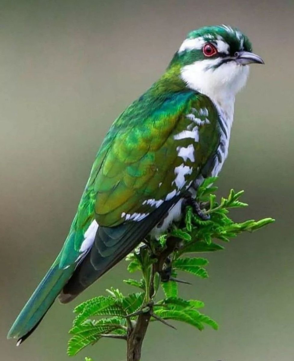 Малый зелёный рогоклюв