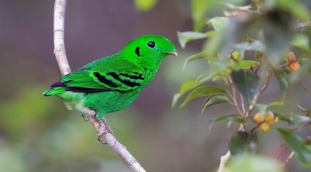 Зеленая танагра птица