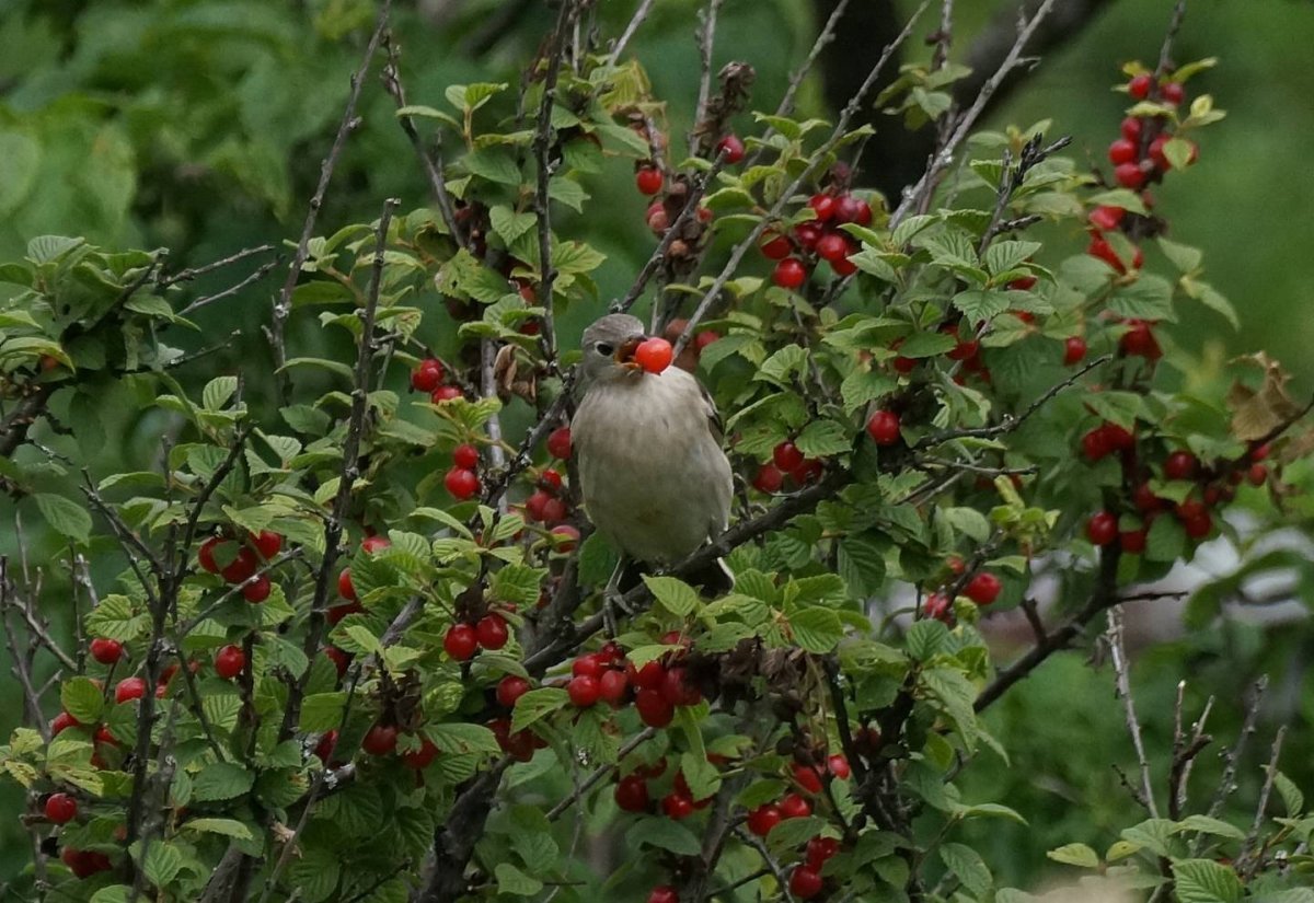 Птицы дальнего Востока