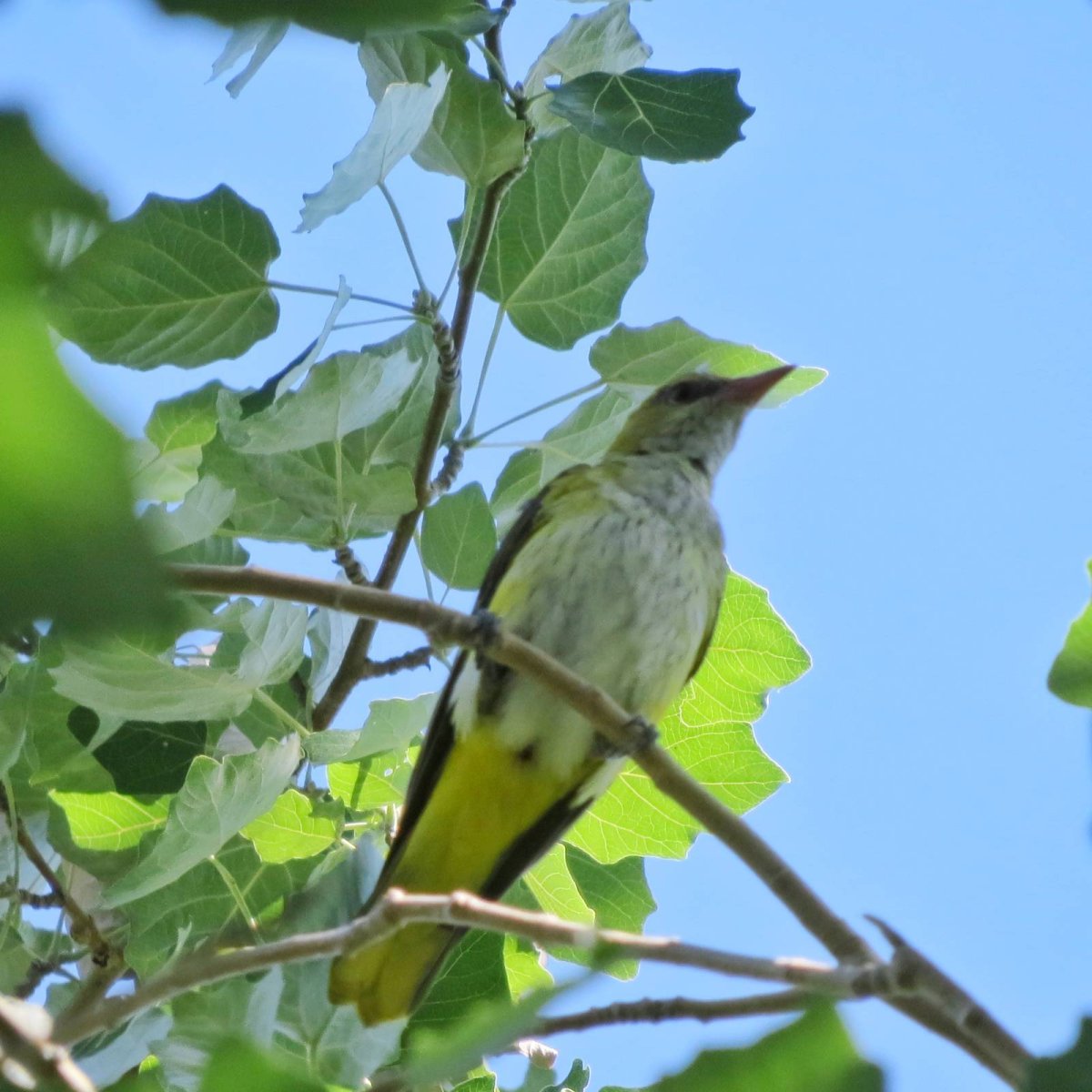 Зеленая птичка в Сибири
