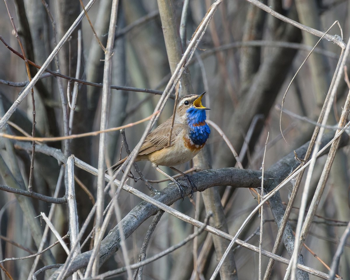 Лесные птицы Кировской области