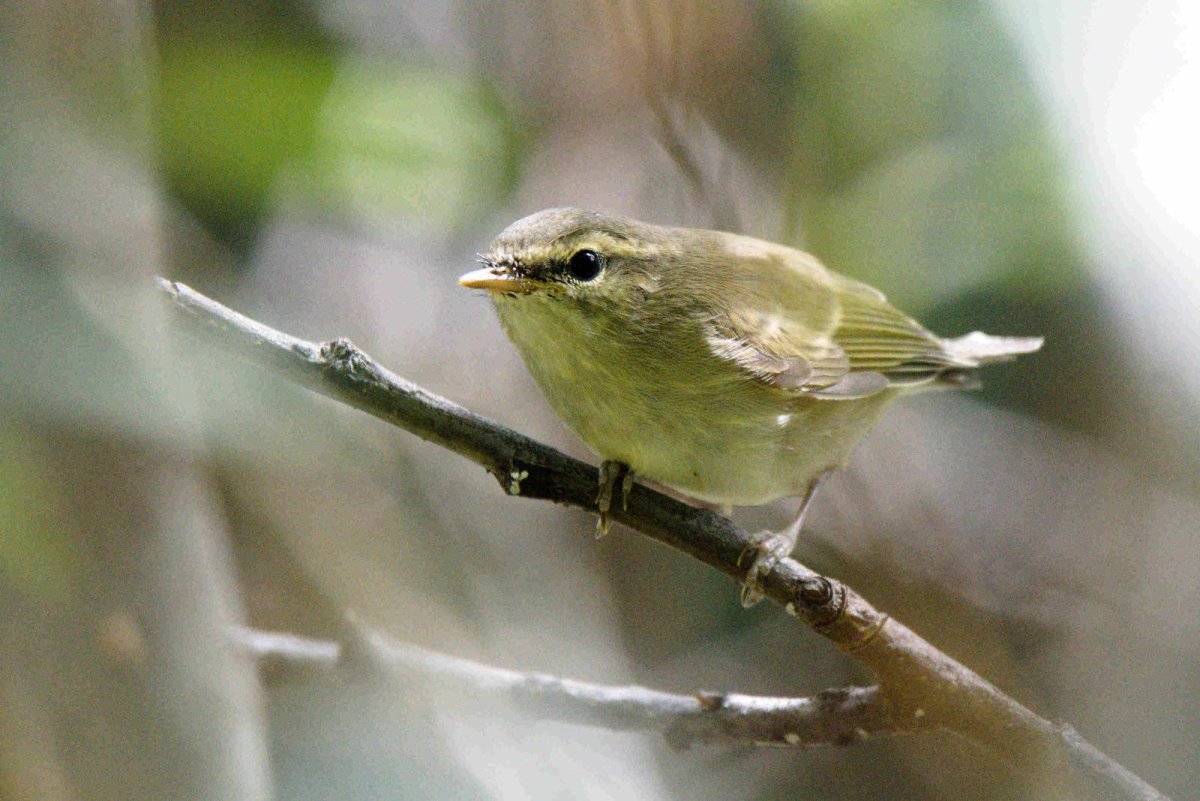 Phylloscopus trochiloides
