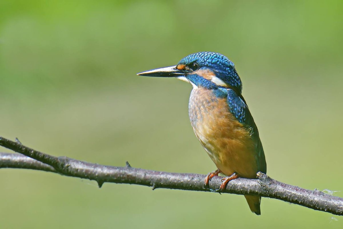 Обыкновенный Зимородок птицы