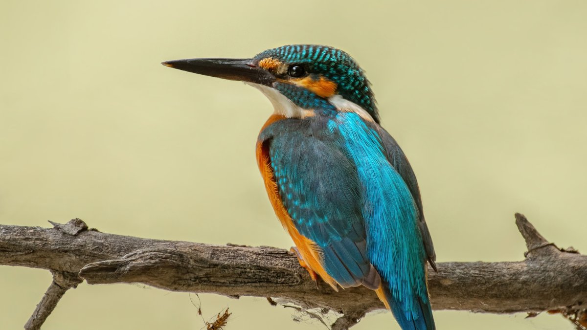 Самые активные птицы