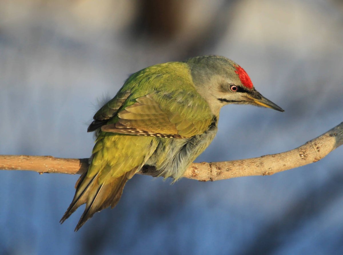 Седоголовый дятел