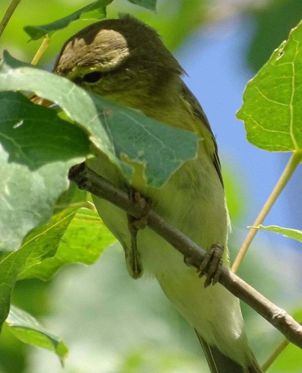 Маленькая зеленая птичка в Сибири