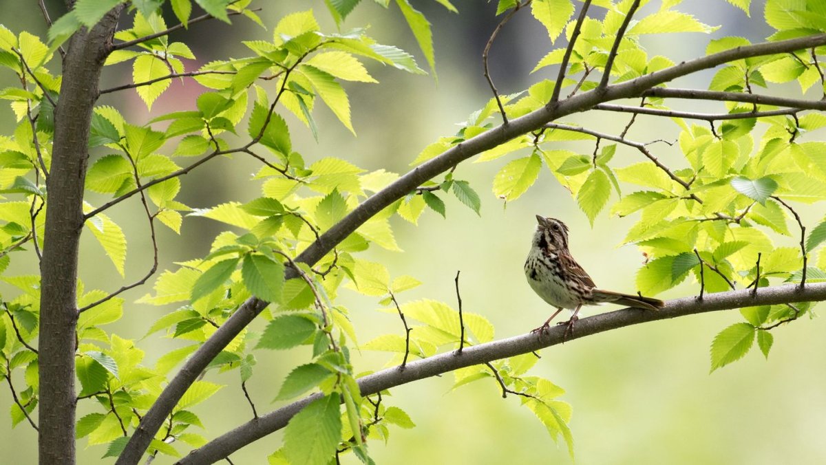 Обои на рабочий стол птицы