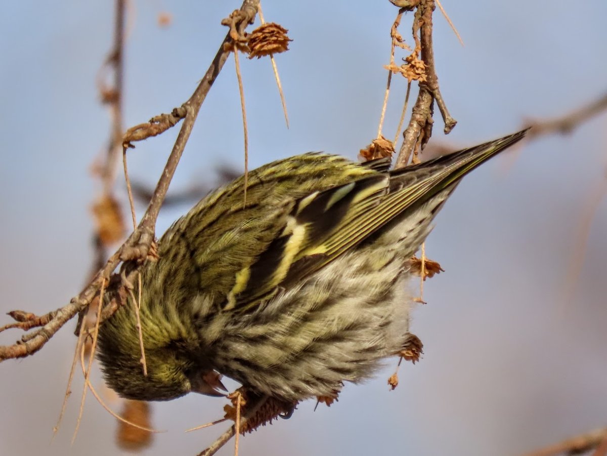 Чижик и синица