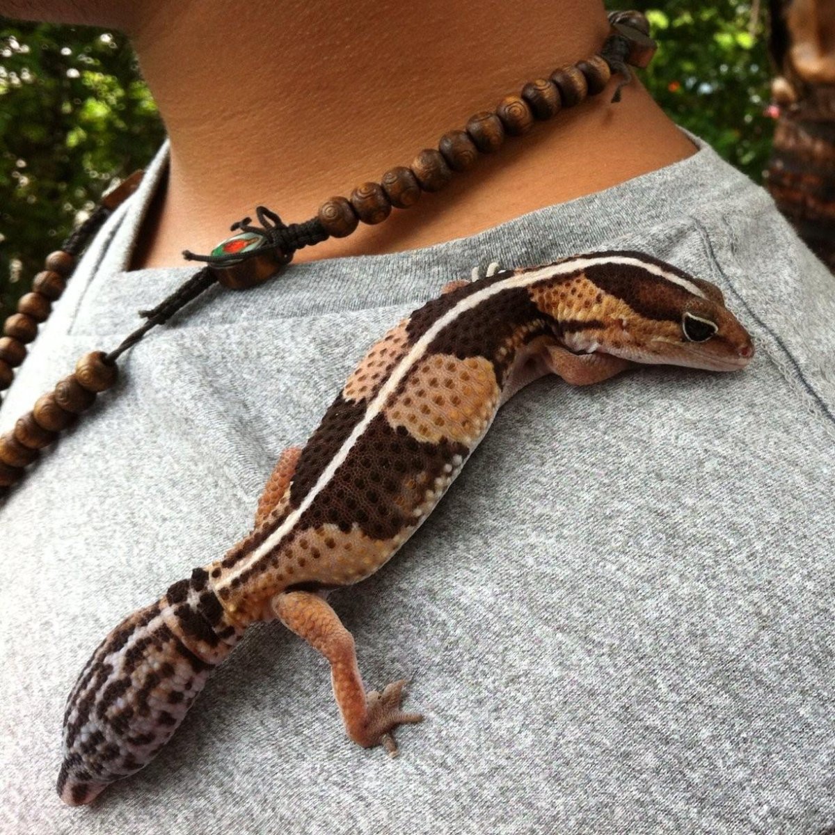 Эублефар полосатый