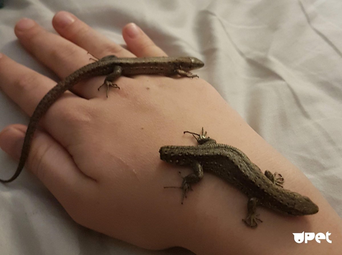 Ящерица сбрасывает хвост