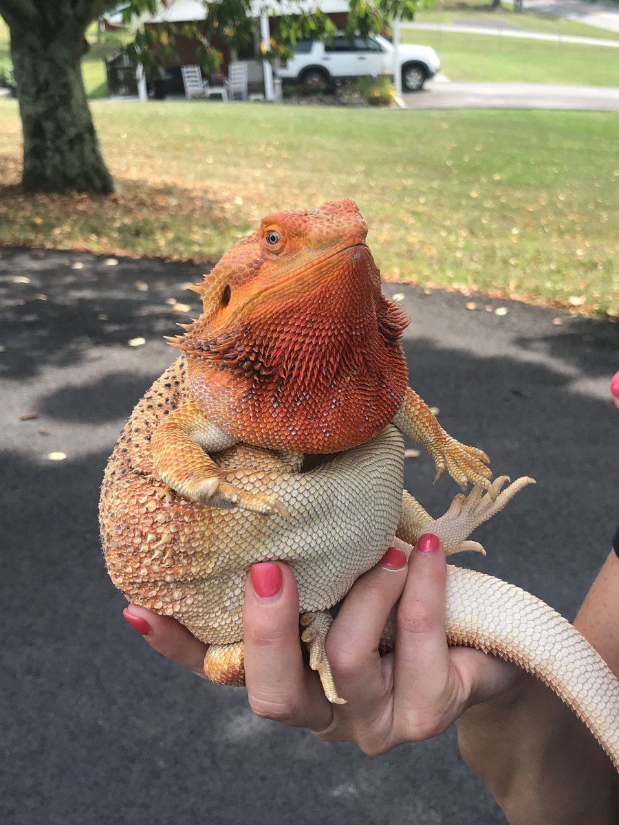 Бородатая агама злая