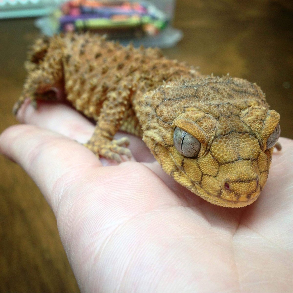 Ящерицы маленькие с толстым хвостом