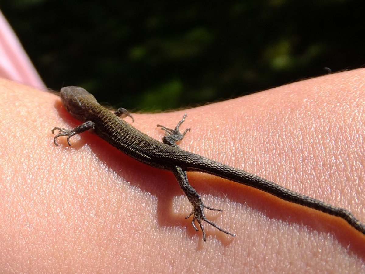 Ящерица с оранжевым брюшком