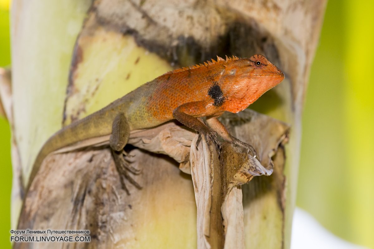 Ящерицы Тайланда