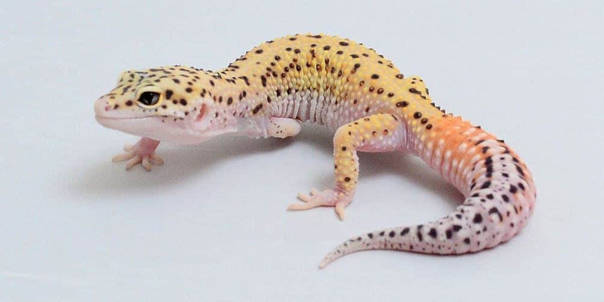 Леопардовый эублефар