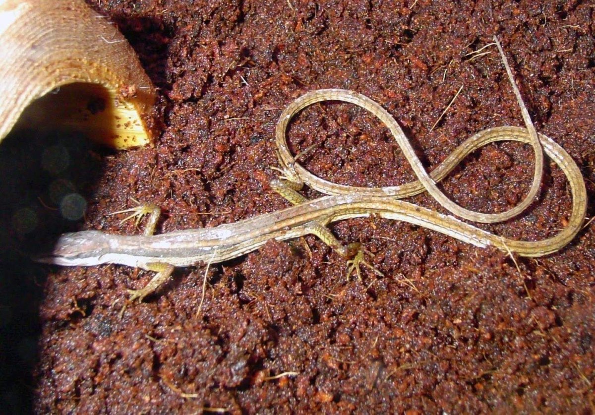 Шестилинейчатая долгохвостка