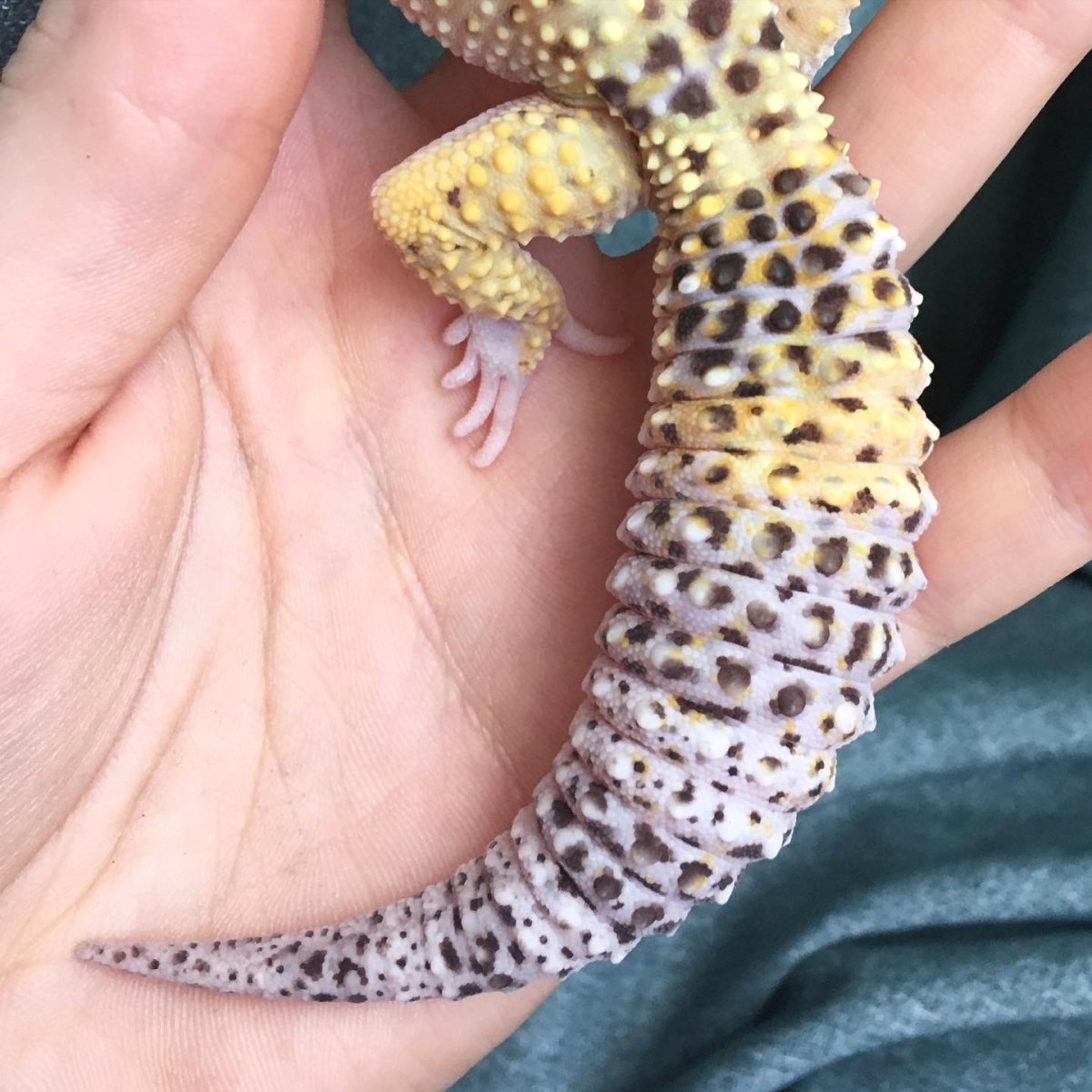 Эублефар толстый хвост