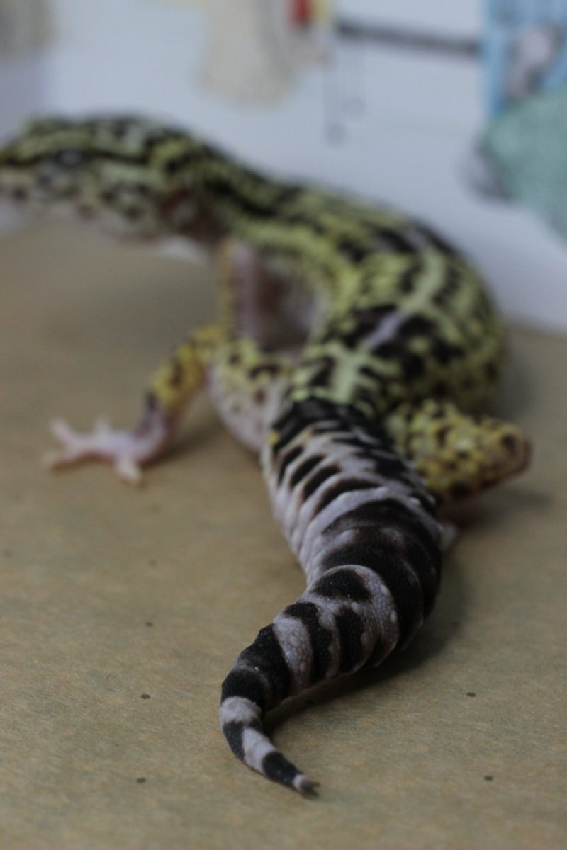 Кривой хвост у эублефара