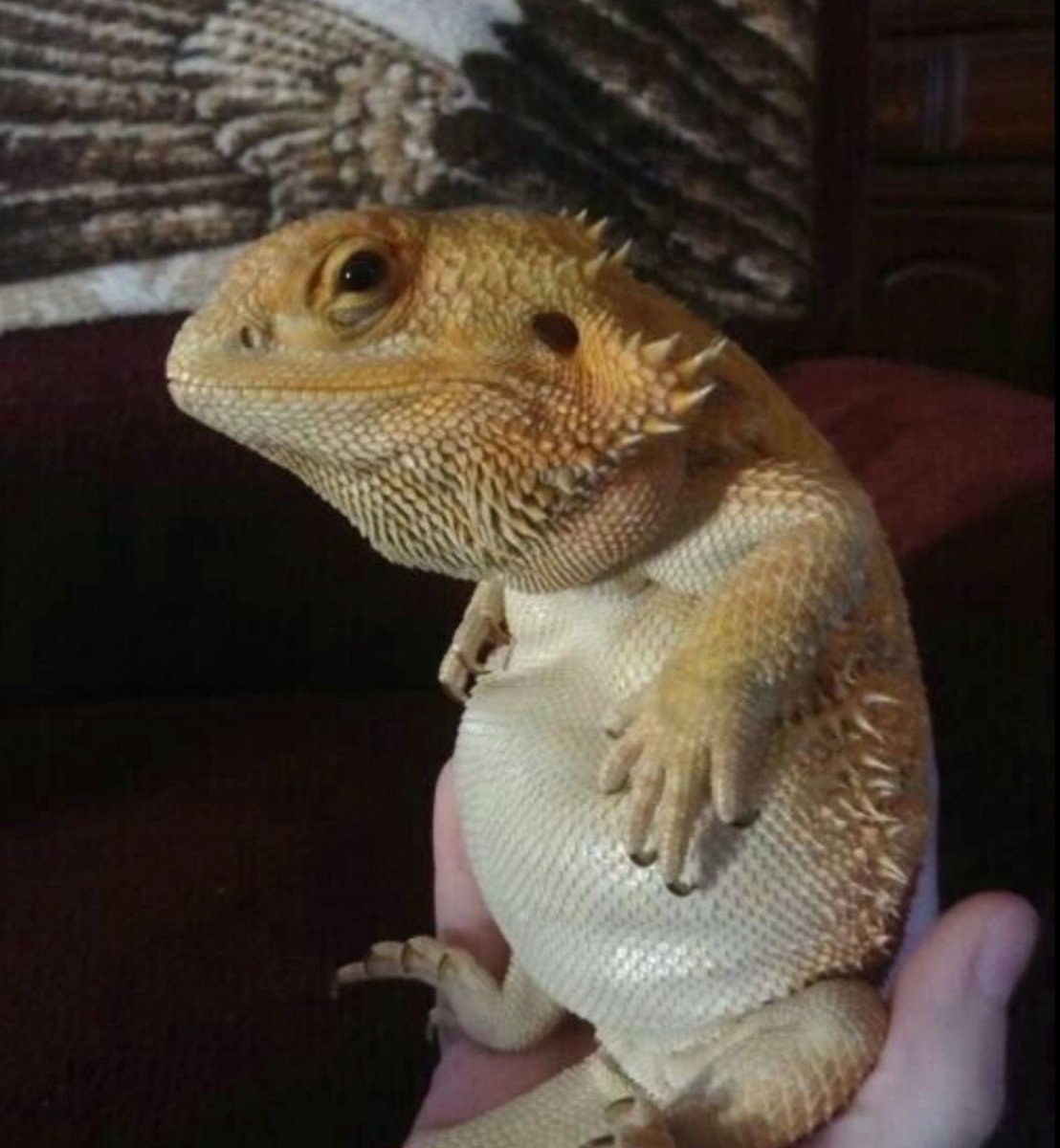 Толстая бородатая агама