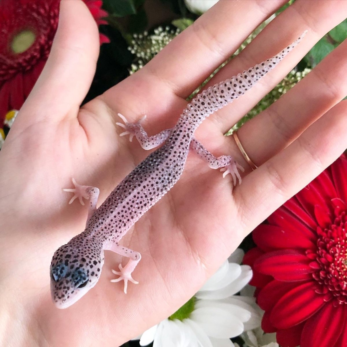 Ящерка геккон эублефар