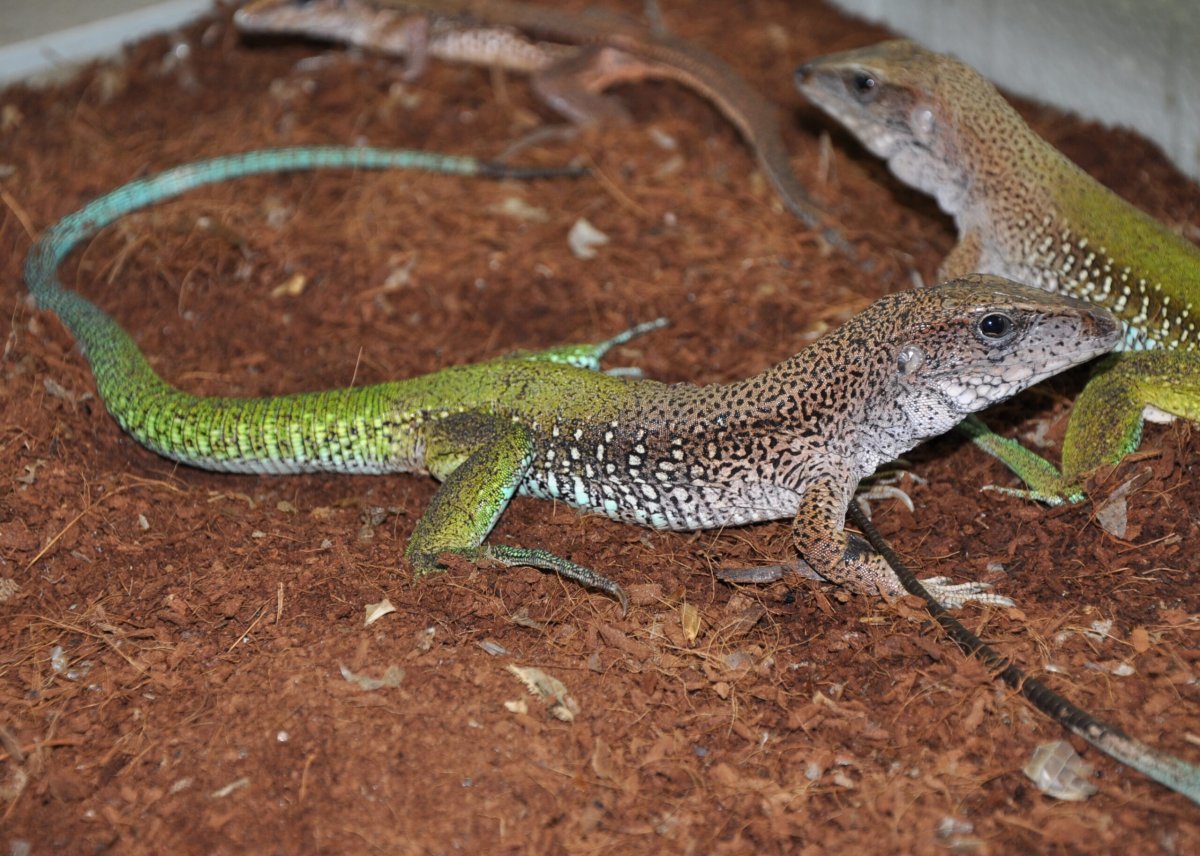 Ameiva Ameiva