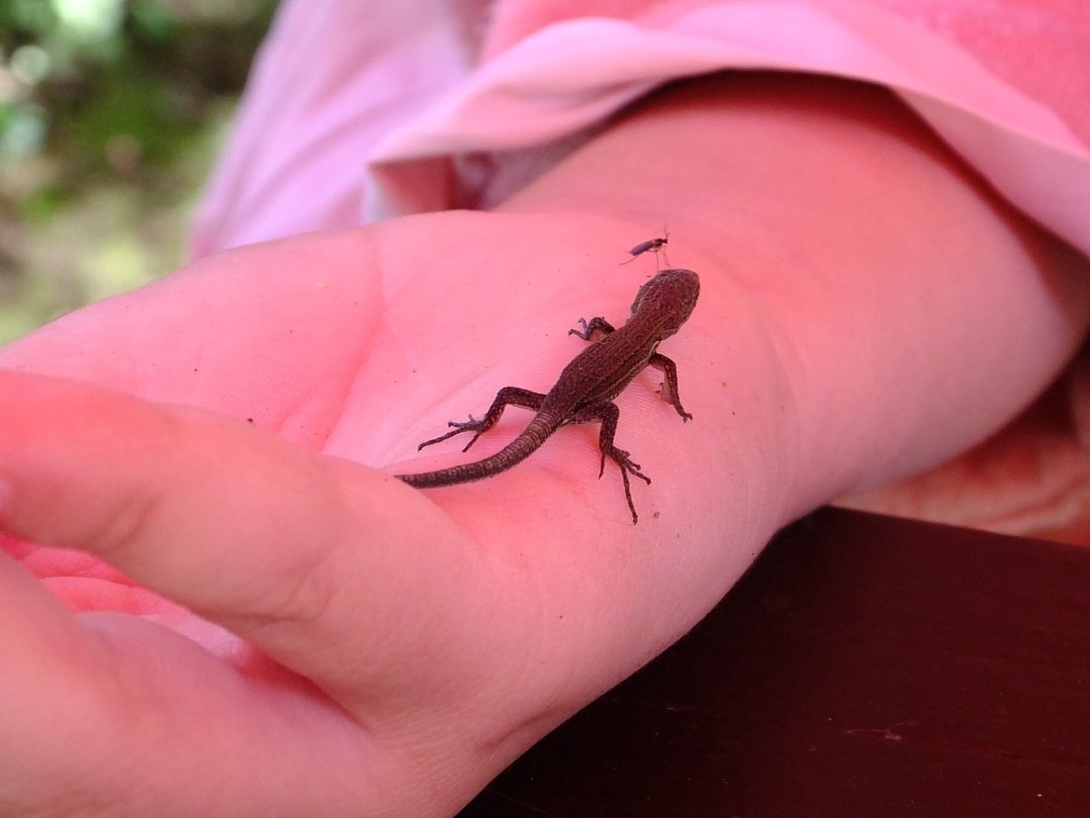 Прыткая ящерица малыш