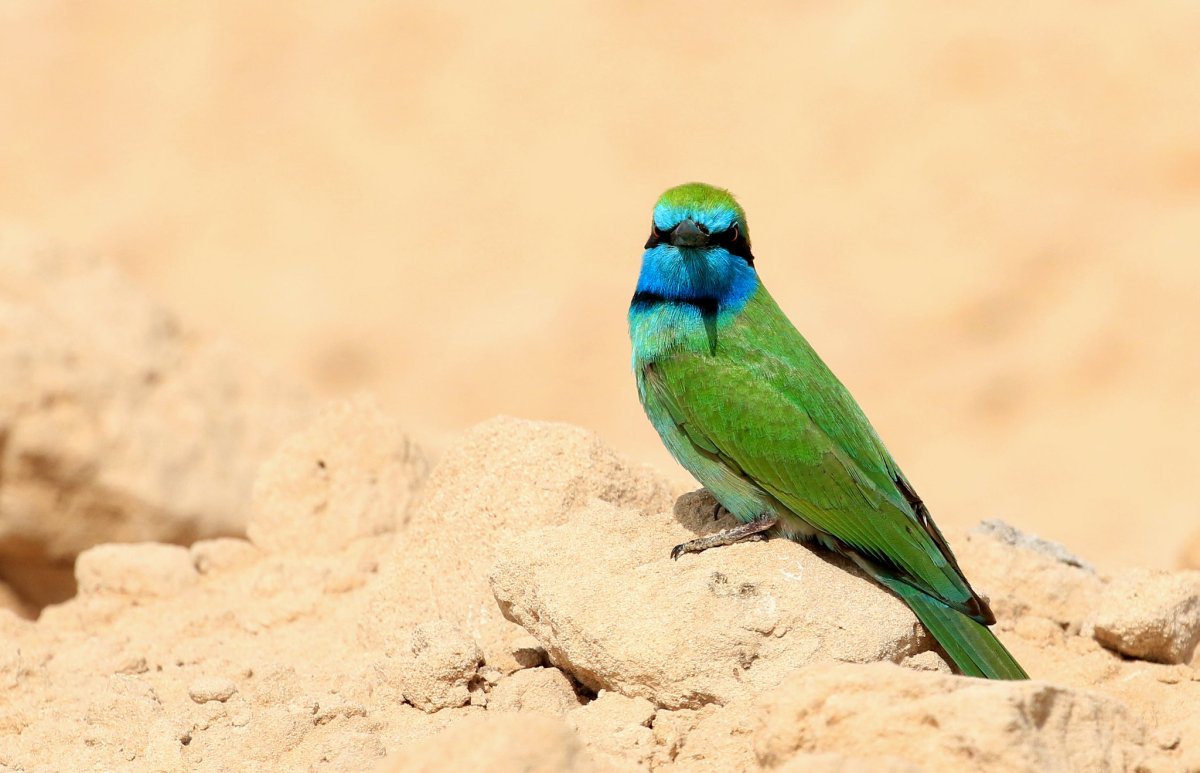 Малая зелёная щурка