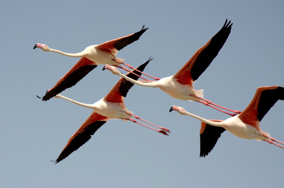 Птицы арабских Эмиратов