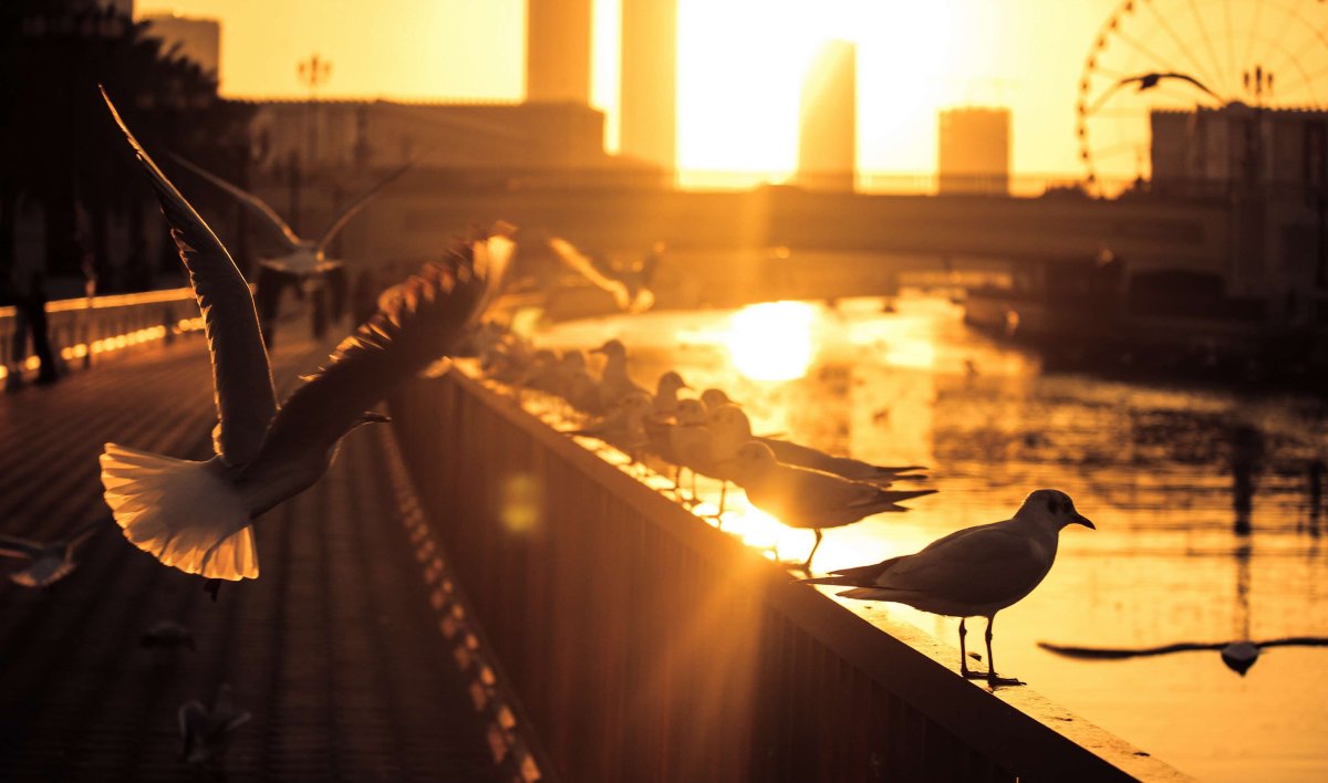 Голубь на закате