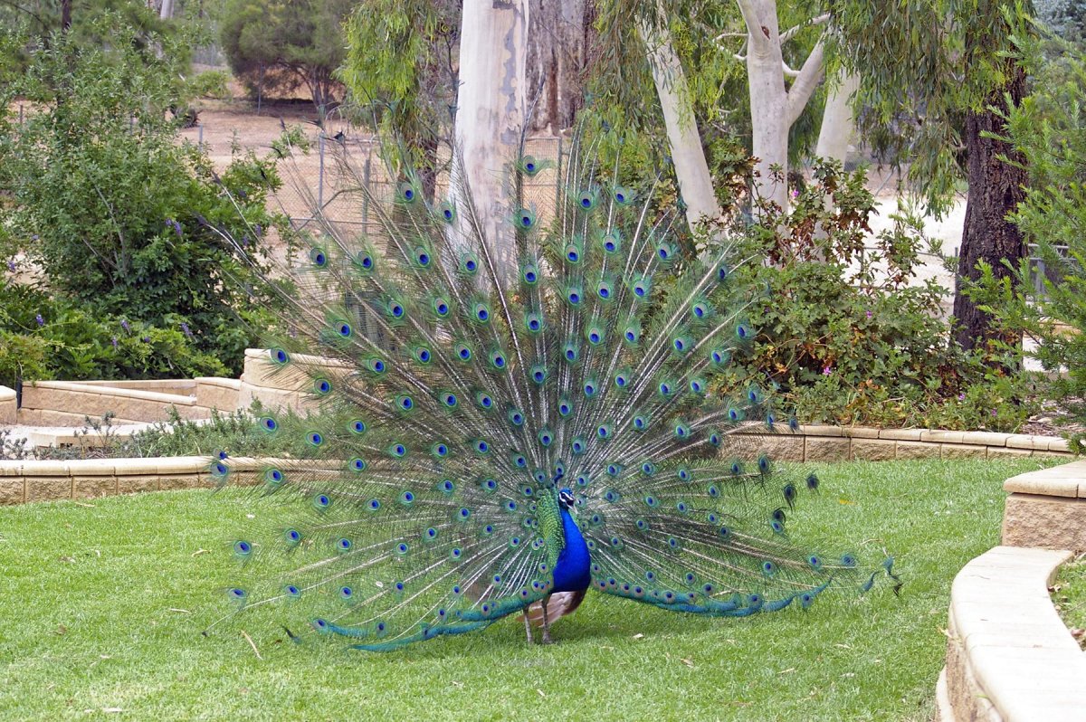 Павлин Аквилейский
