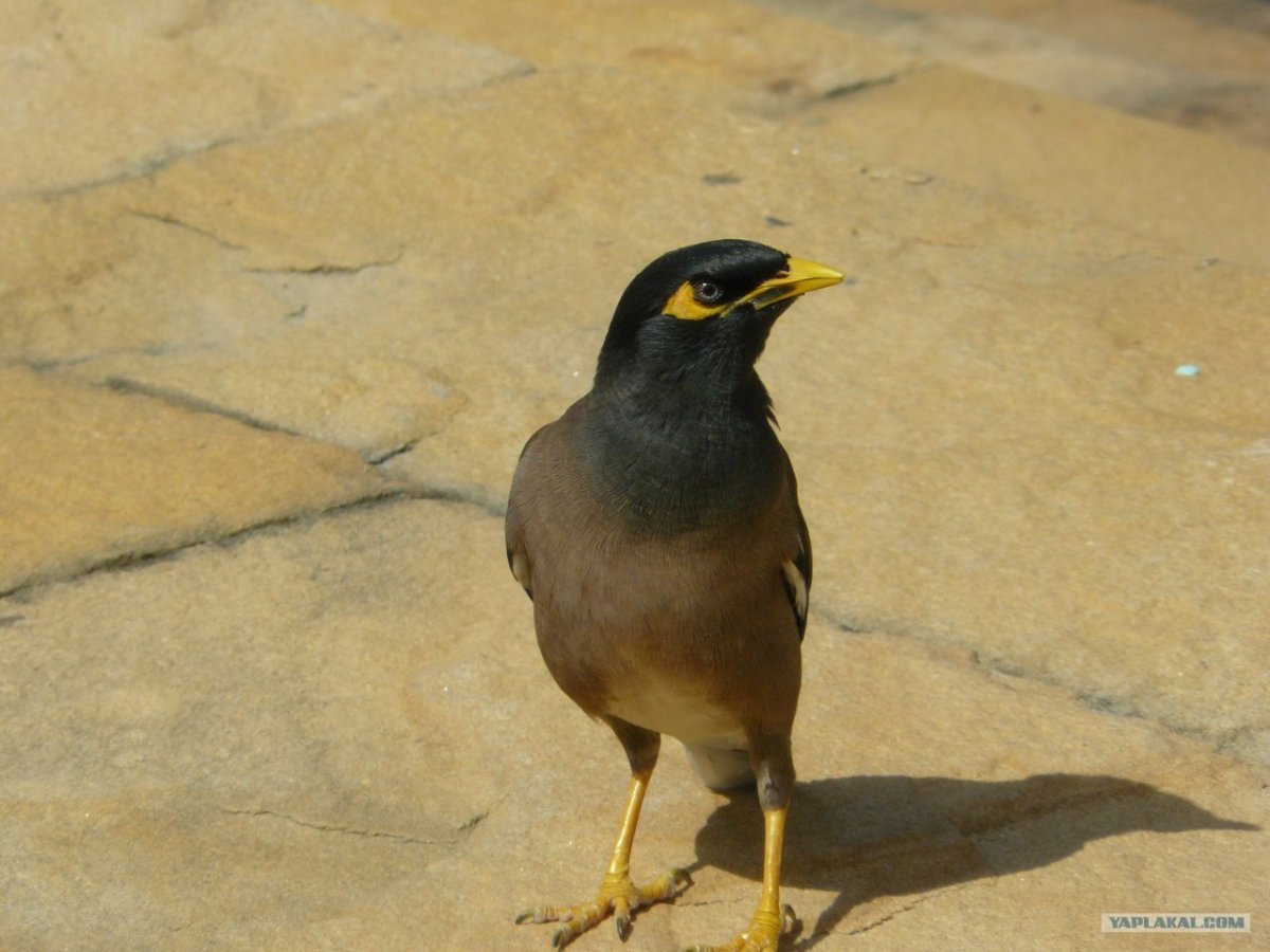 Птицы в Дубае