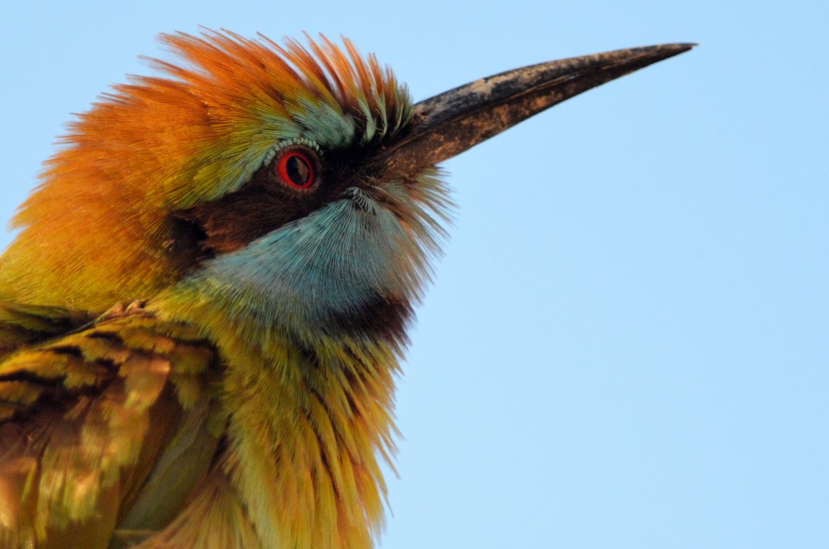 Удод птица эмираты