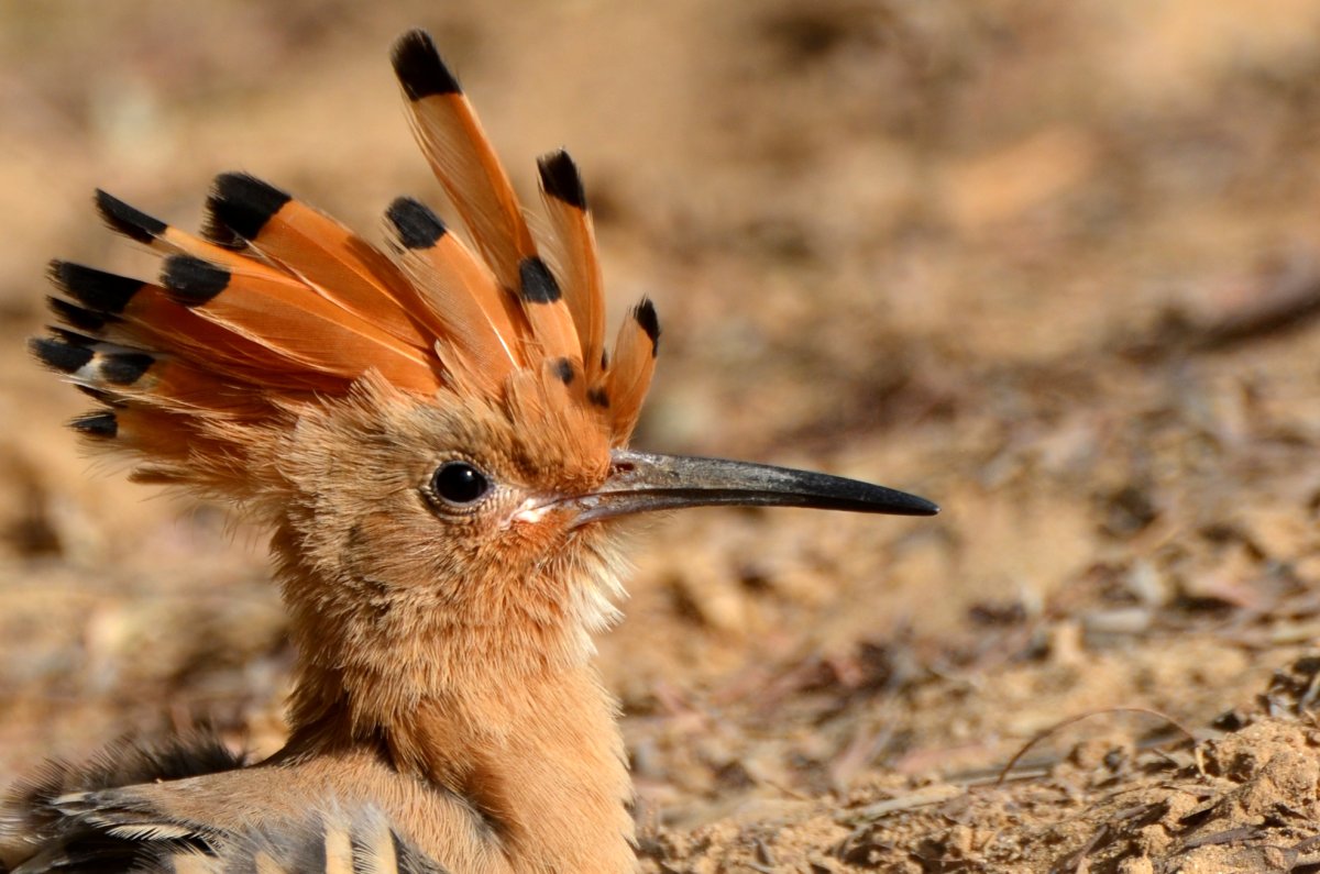 Удод птица эмираты