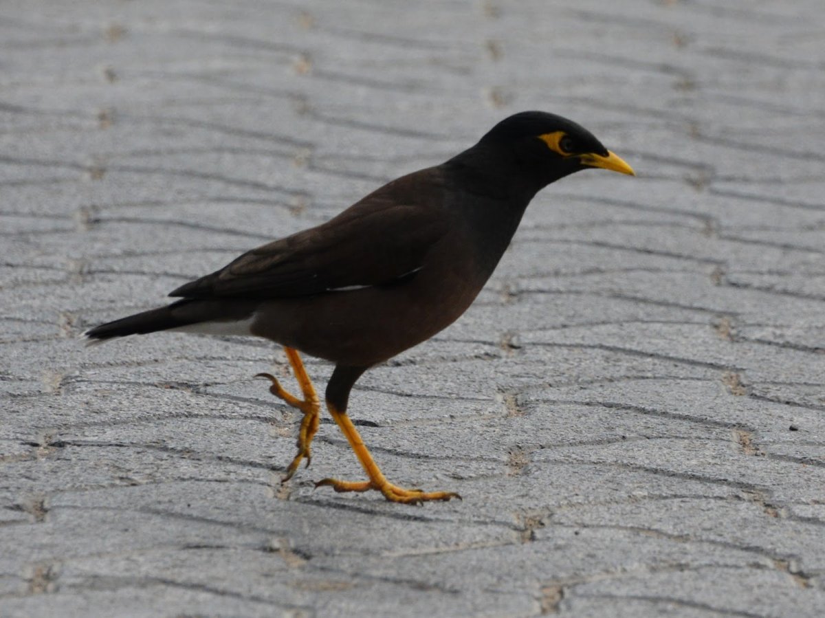 Птицы в Дубае