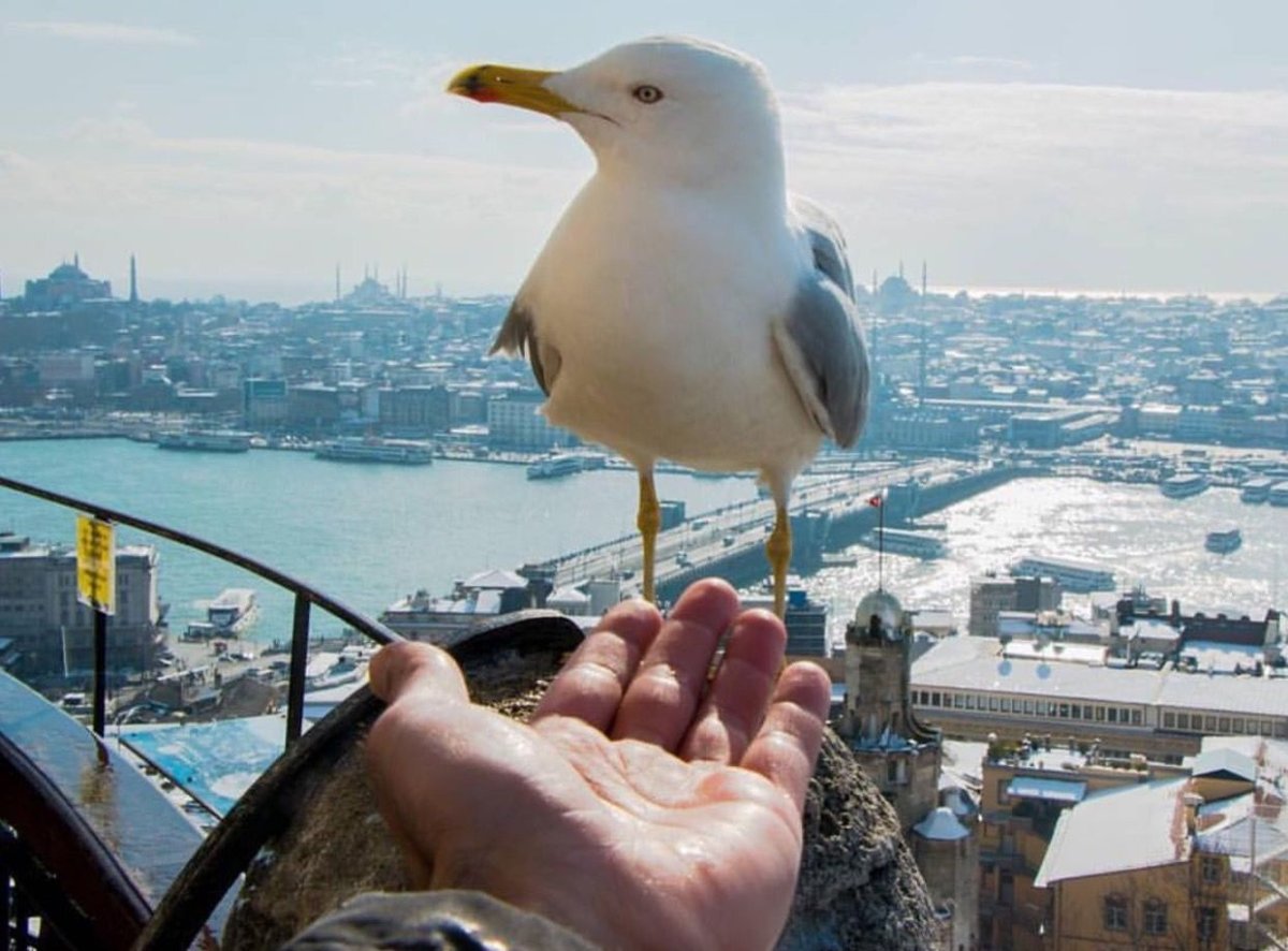 Стамбул Чайки