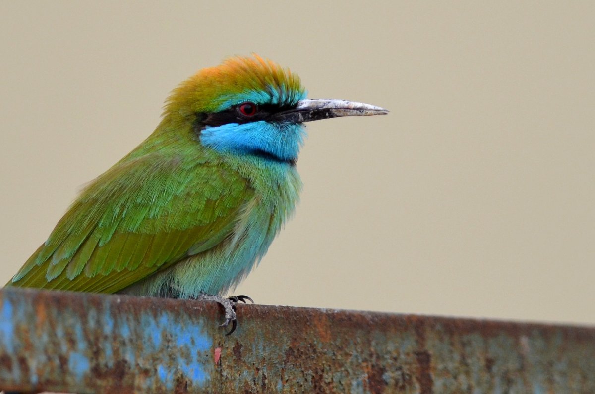 Птицы Эмиратов