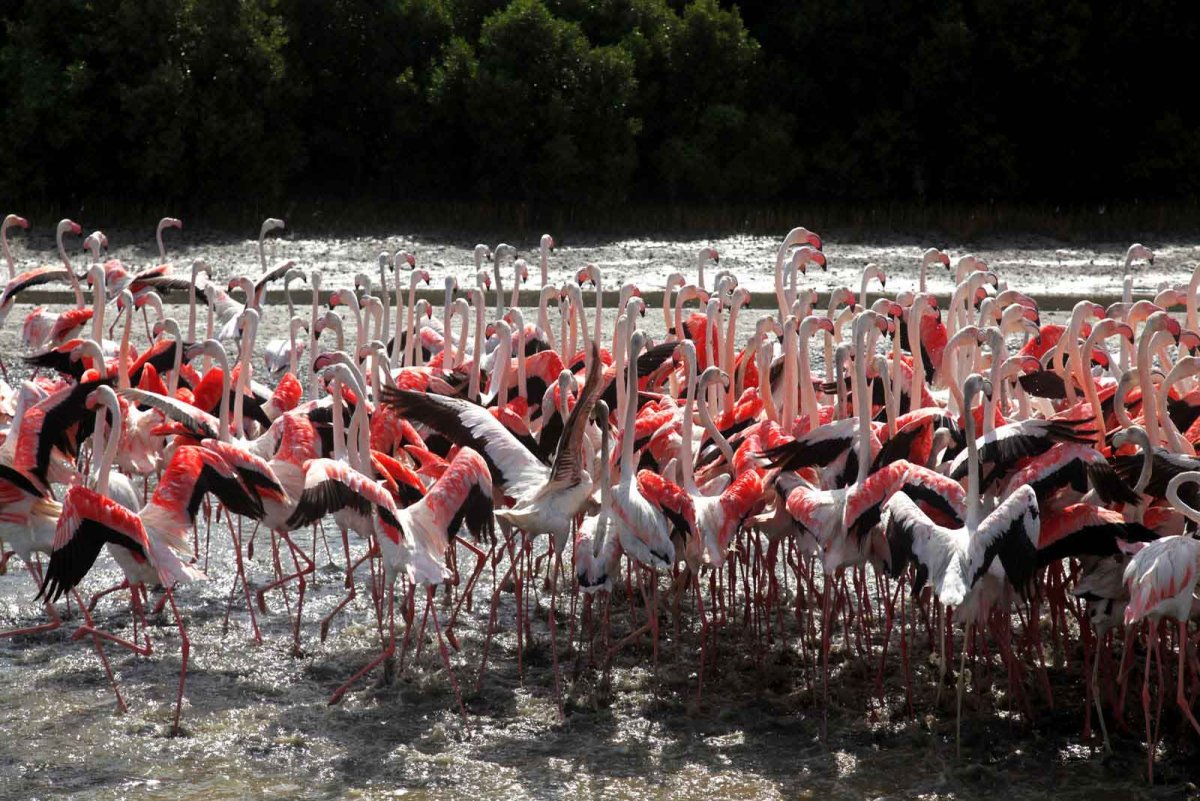 Заповедник ras al Khor