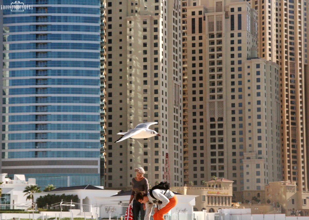 Городские птицы Дубая