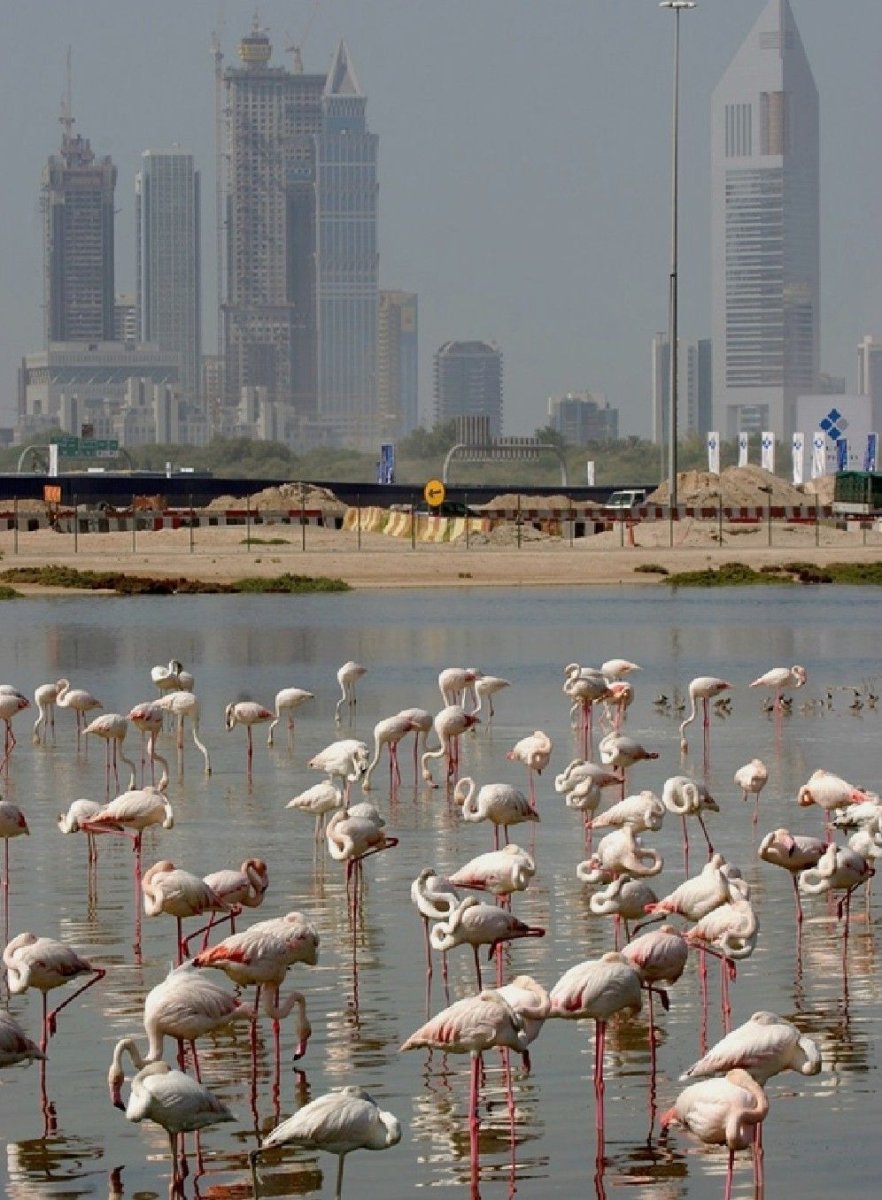 Заповедник ras al Khor