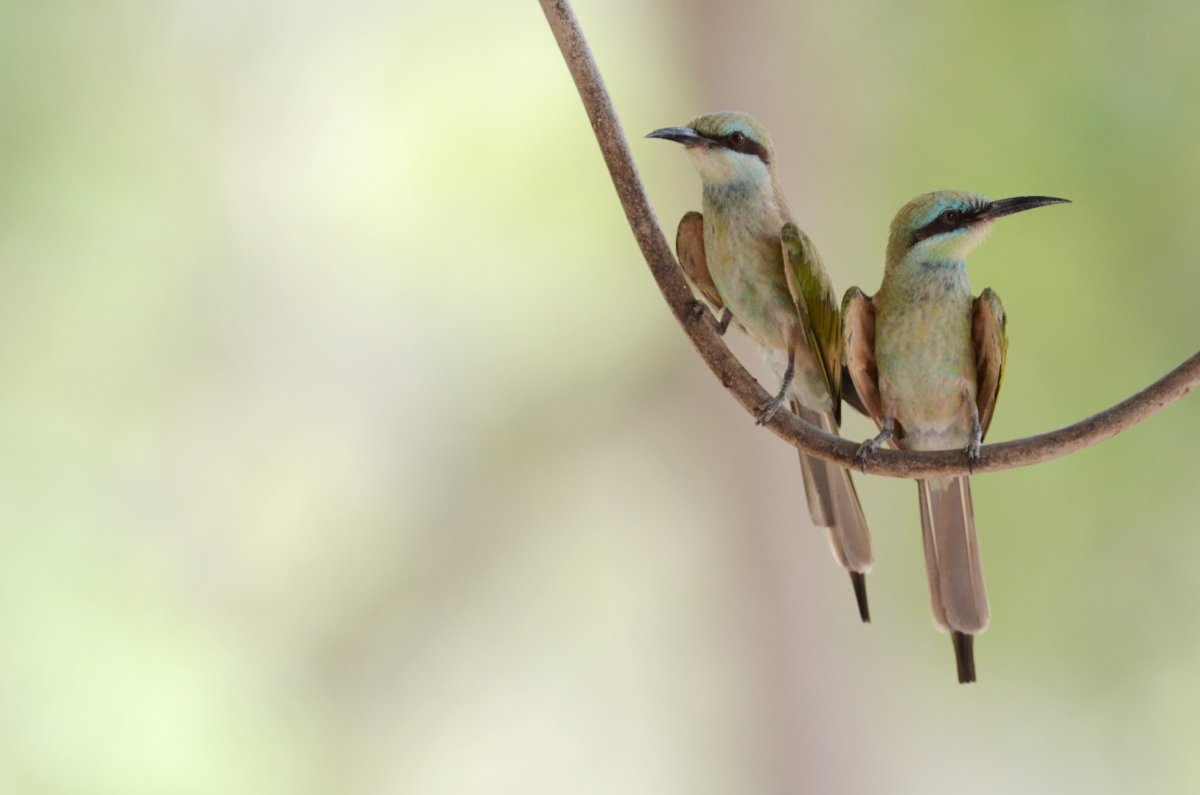 Мелкие птицы Дубая