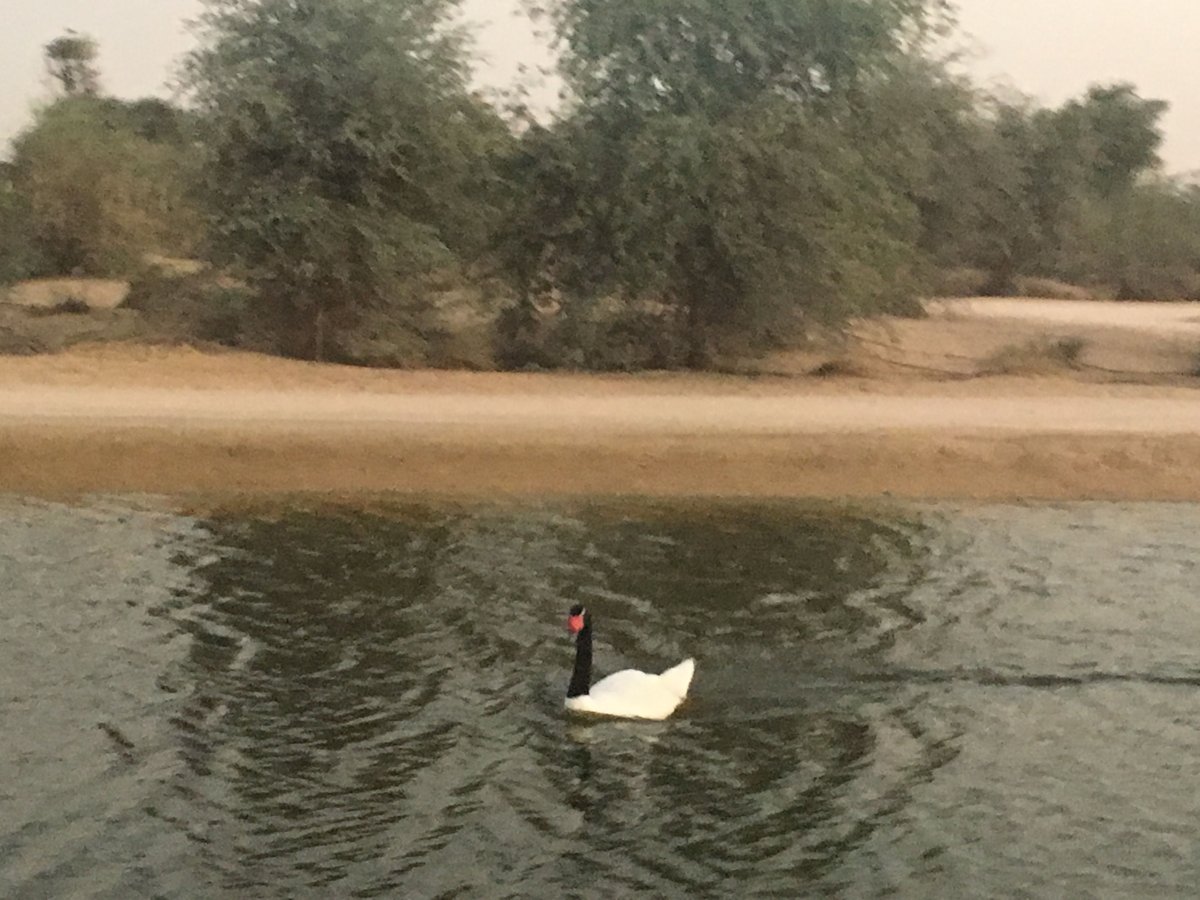 Птицы в Дубае