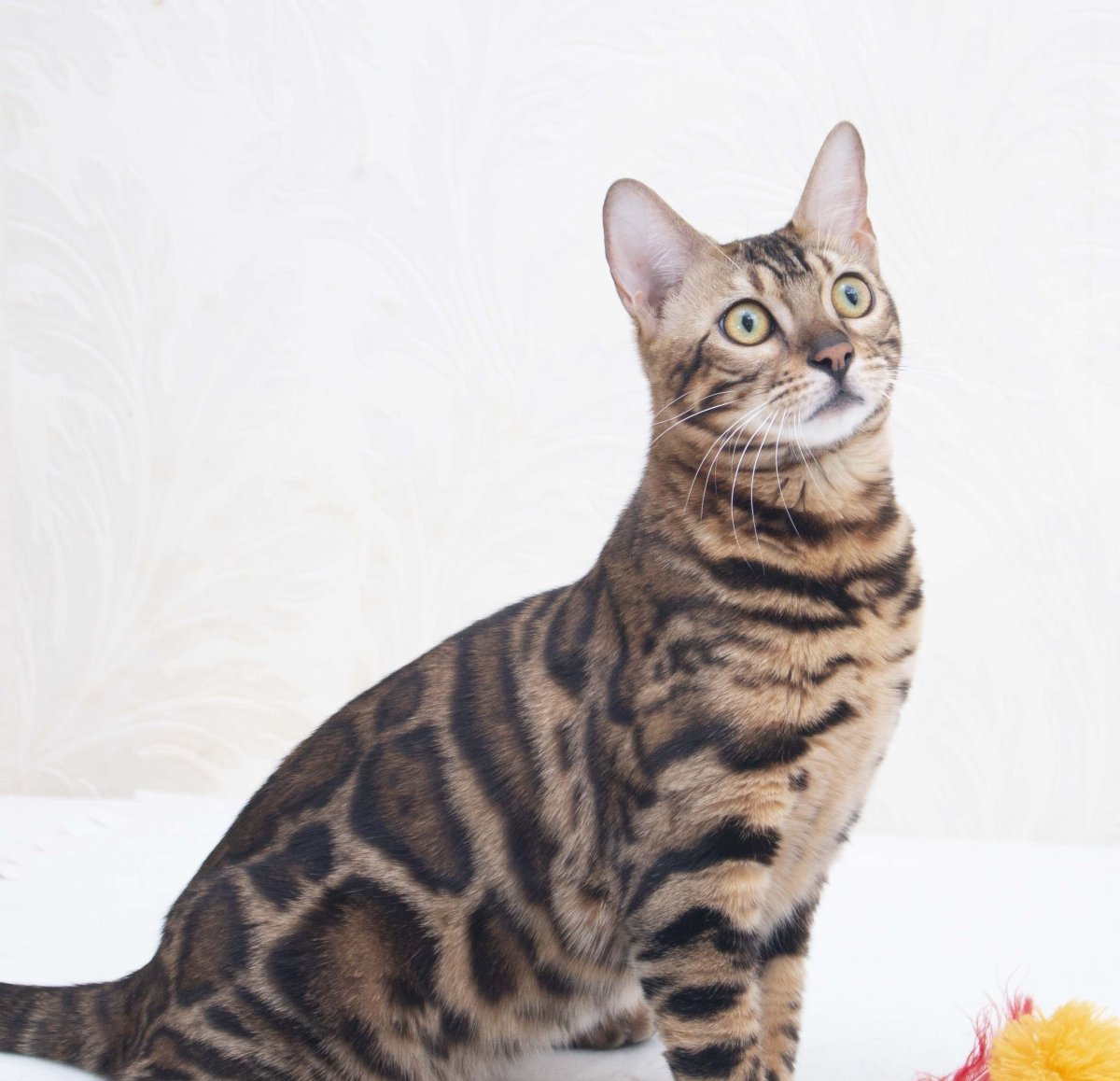 Бенгальская кошка мрамор