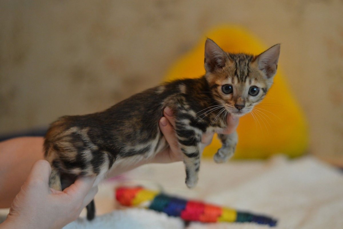 Мраморный бенгальский кот