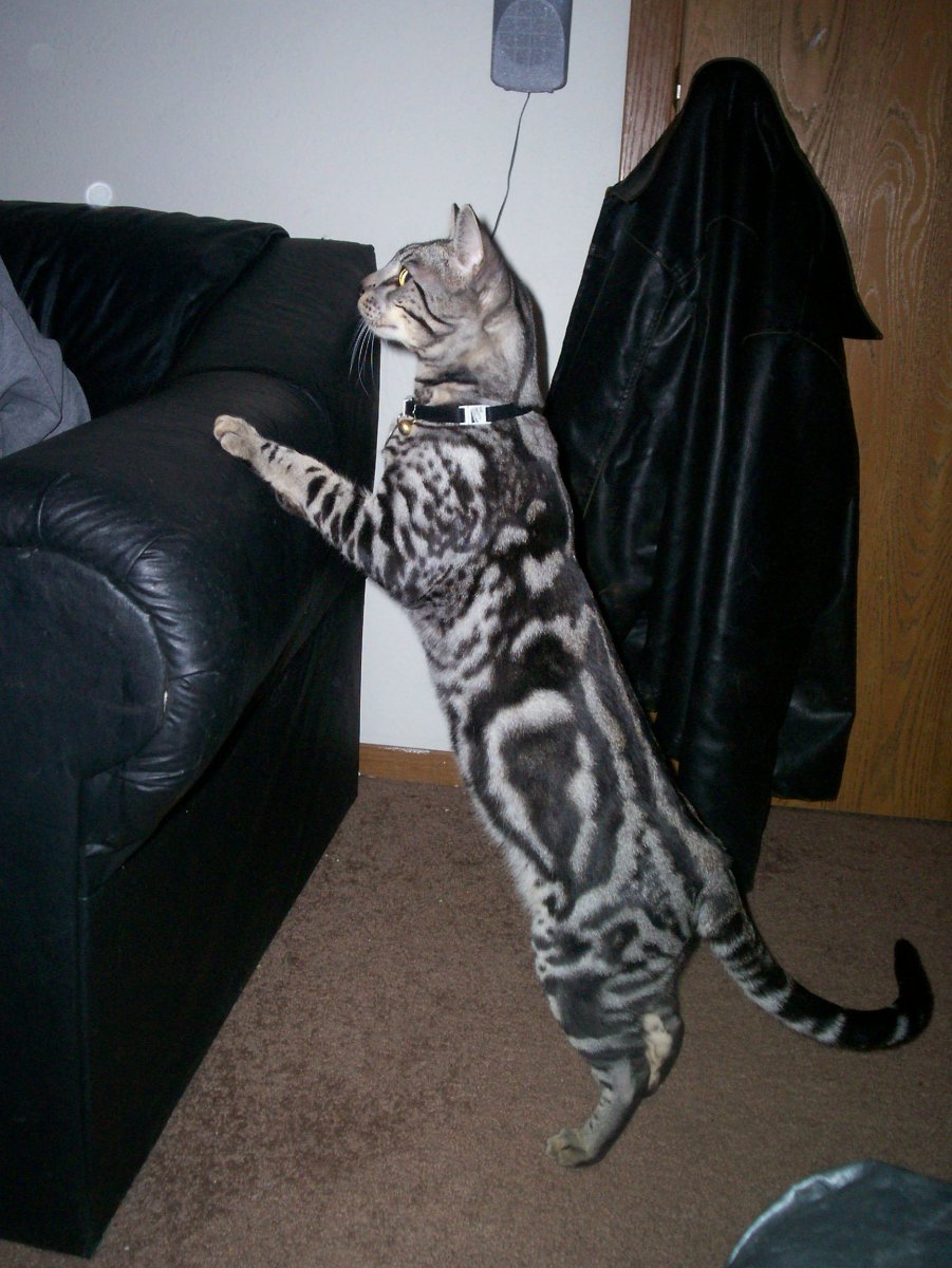 Бенгал мраморный Браун табби